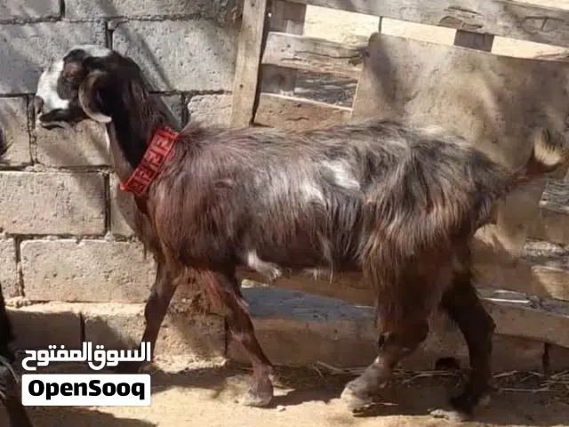 عقائق ذبائح نذر غنم بلدي سن نظيف الموقع سحاب