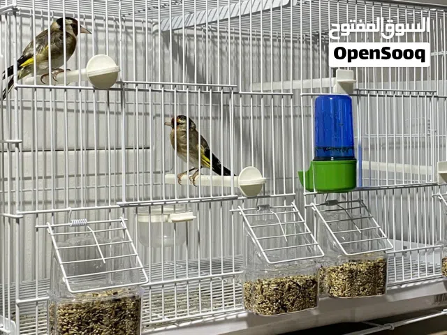 حسون سوري زوج