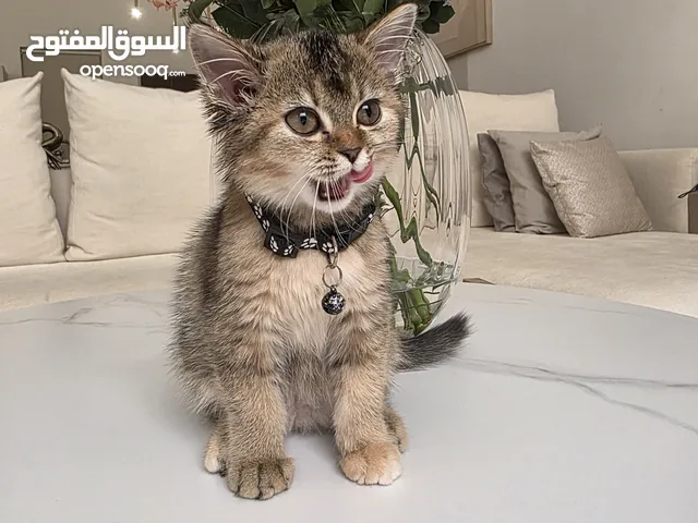 قطه جميلة أنثى عمرها 3 شهور لونها موكا تحب اللعب ا مع الصغار بسعر مغري