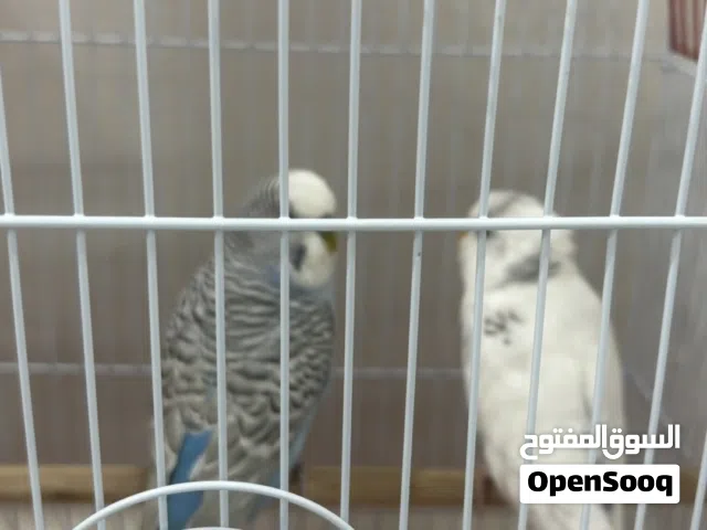 زوج بادجي ازرق وابيض