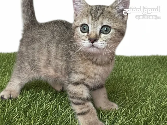 ولد اسكوتش تايجر