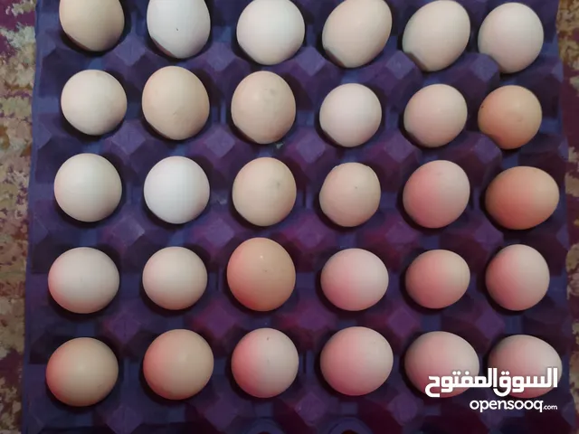 بيض عماني طازج بجودة عالية للبيع
