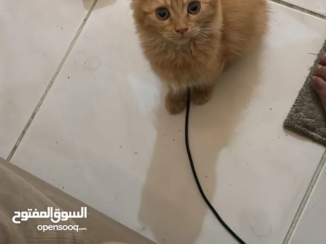 قطه بريطاني اسكوتش