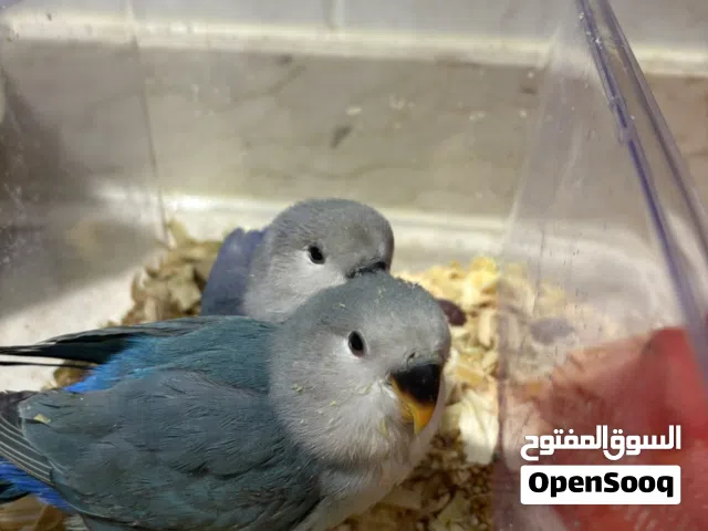 للبيع بيبي روز