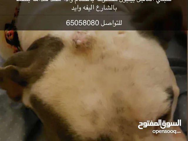 للتبني العاجل الي ماراح ياخذها بتنقط بالشارع