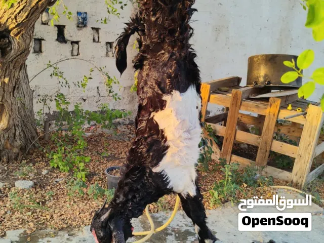 للبيع مستعجل تيس ذبيحه طيبه سمين فول على الحليب