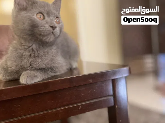برتش شورت هير British short hair