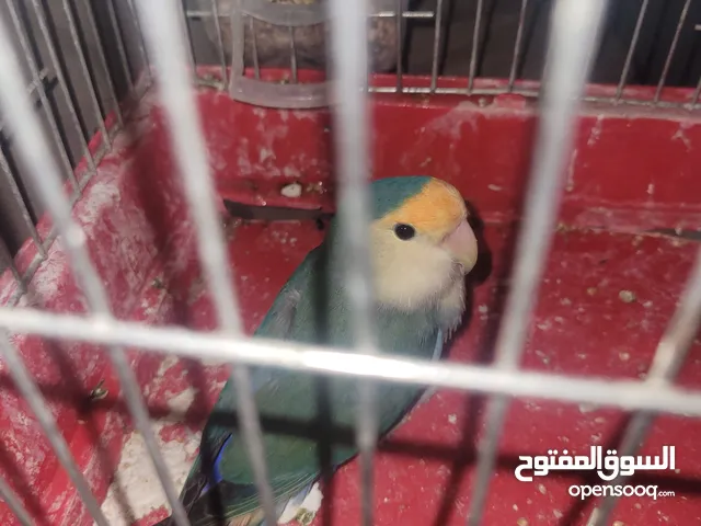 بركديلو روز