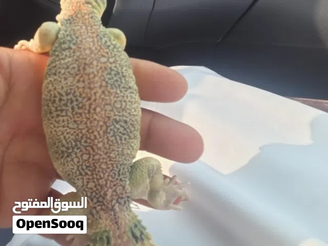 للبيع ضب نادر العماني