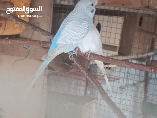 ذكر بادجي للبيع