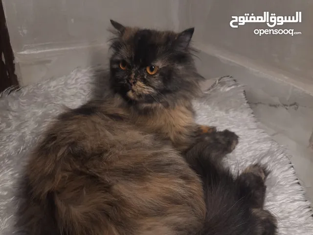 لعشاق الهادي قطة انثى شيرازي عمر 7 اشهر معها ليتر بوكس للبيع بسعر رمزي