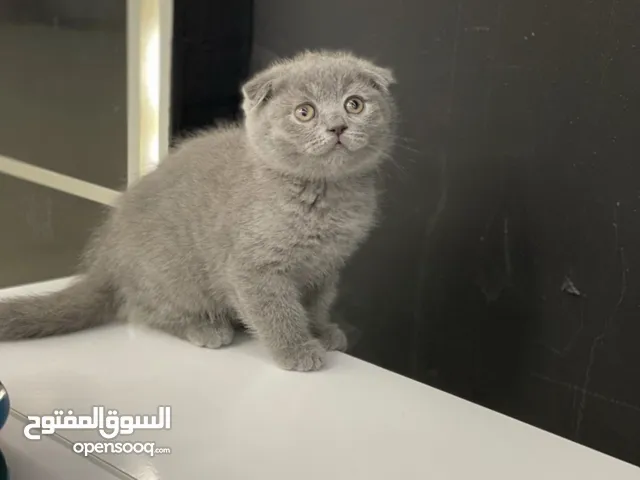 Scottish fold shorthair