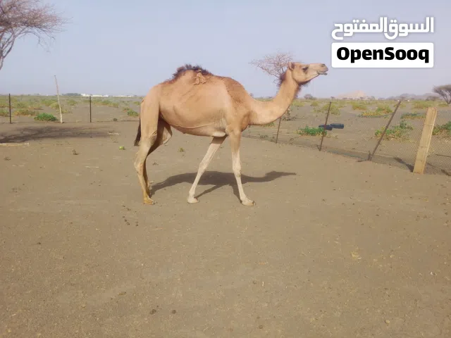 اعلان بيع جمال