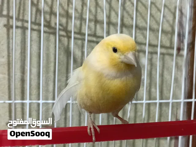 كناري للبيع