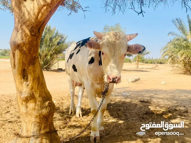 عجل ربي يبارك للبيع