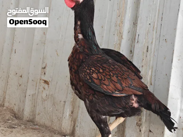 للبيع دجاج باكستاني
