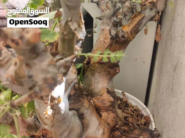 شجرة لبان معمرة عمرها عشر سنوات