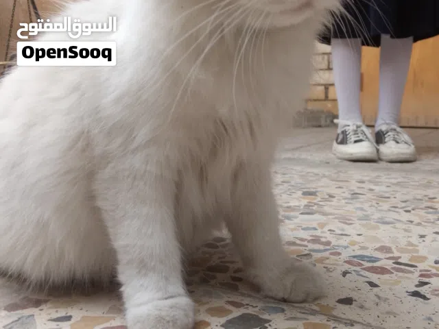 هذه البزونه أثنى