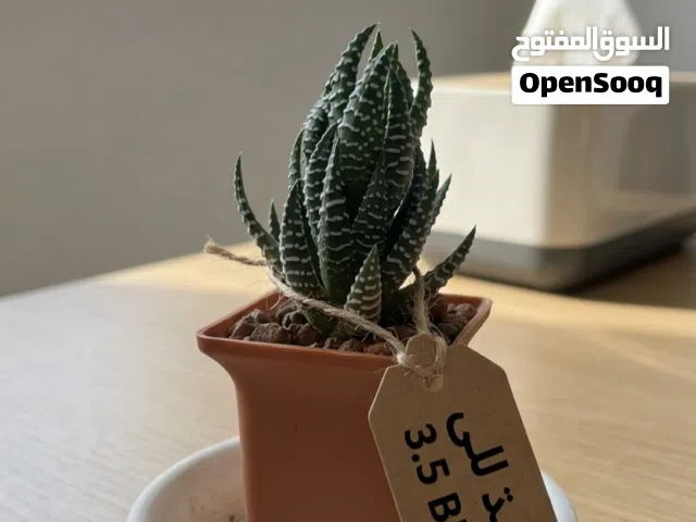 Zebra Haworthia! Only 3.5 BD!