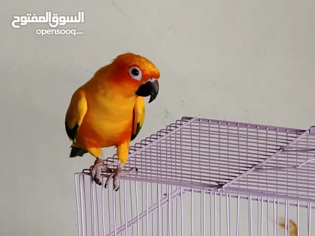 ببغاء صن الكنيور