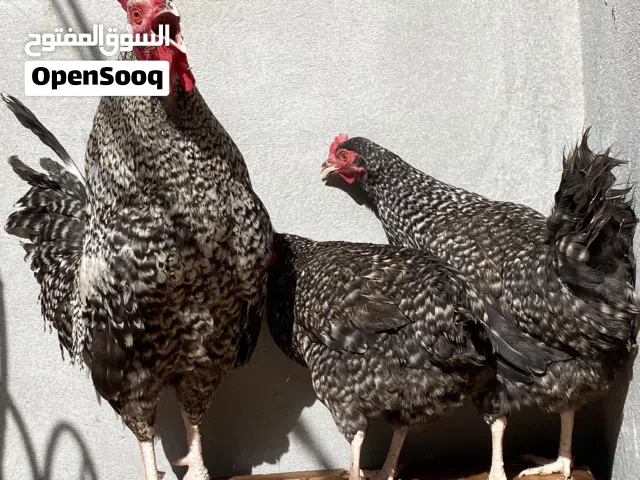 كوبية دجاج فرنساوي