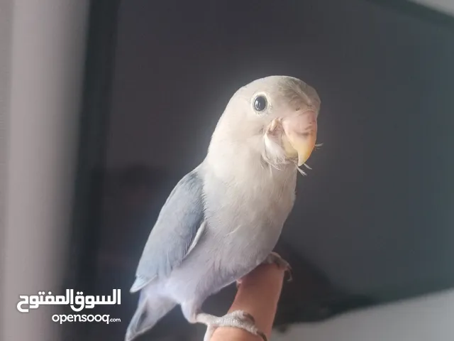 فرخ روز ازرق