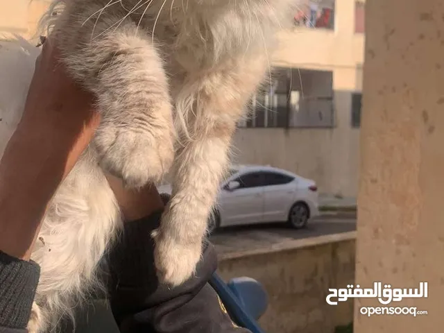 قطط للبيع في لاردن