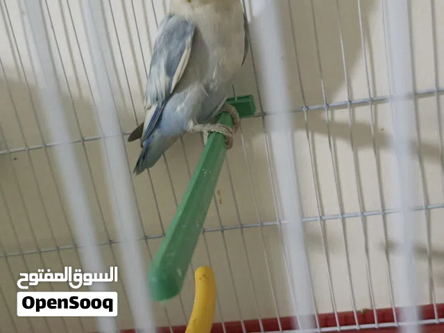 انثى بركديلوا روز للبيع 100 دينار عصفور نضيف ربي يبارك