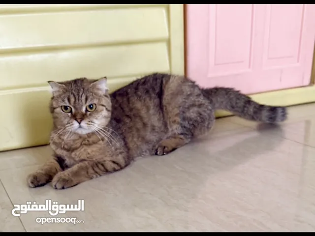 للبيع اناثي سكوتش فولد