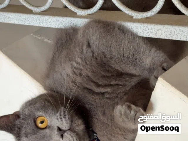 قط للبيع ذكر