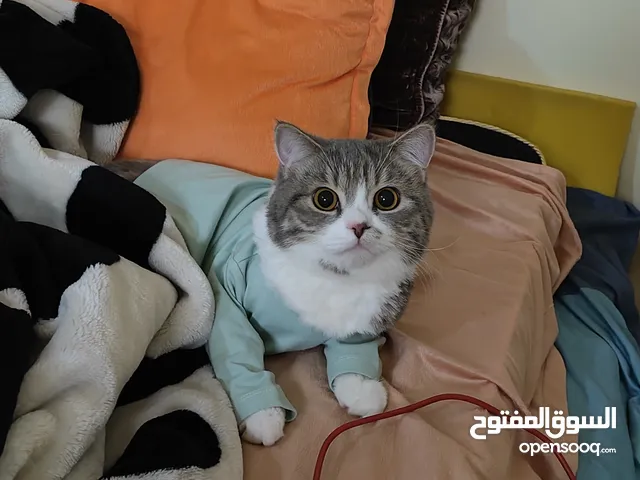 قط حبوب و لعوب مكس بين السكوش ( للتبني لعدم التفرغ )