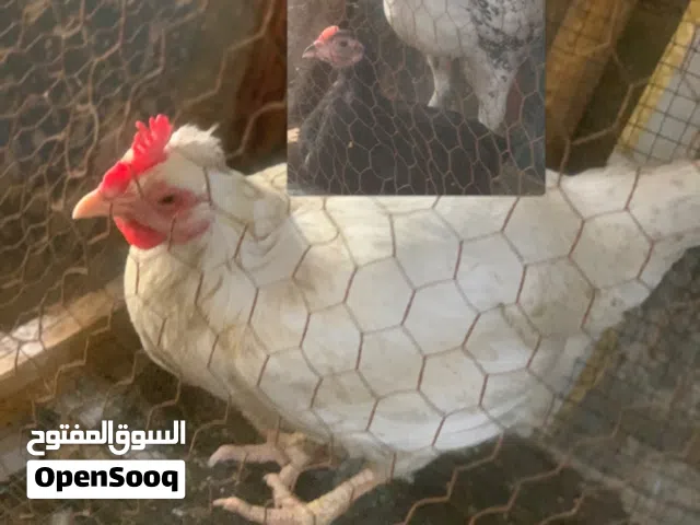 ديك اثنين اودجاجه  الاسوداربع اشهر الثاني ست اشهر