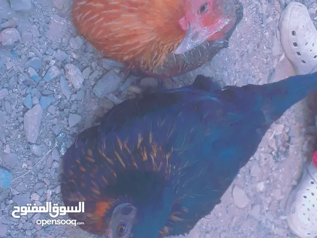 جداد بلدي للبيع في السودان سنكات حي السليم ماشاء الله ما مقصر بجيب بيض وانا انشاء الله ما بقصر معاك