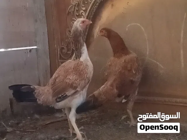 Chickens In Al Batinah