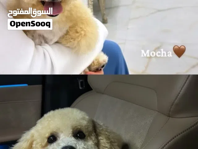 توي بودل ذكر لتلقيح بوظبي محمد بن زايد