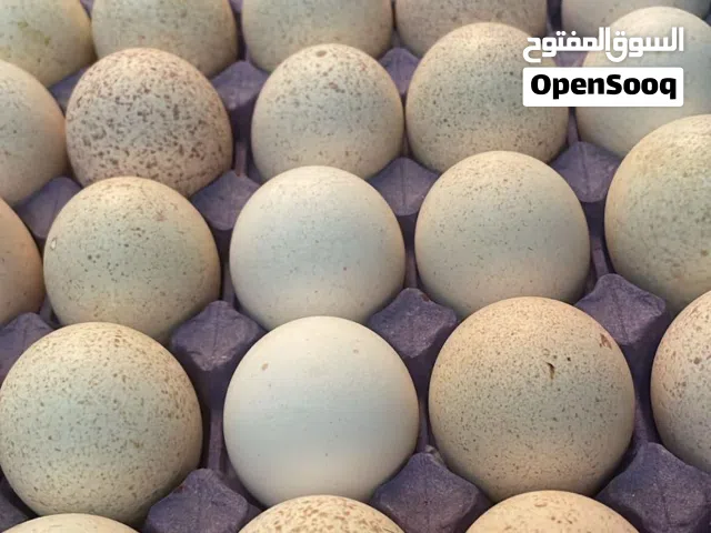 بيض حبش للبيع