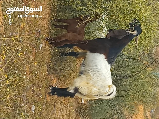 جدي هجين للبيع