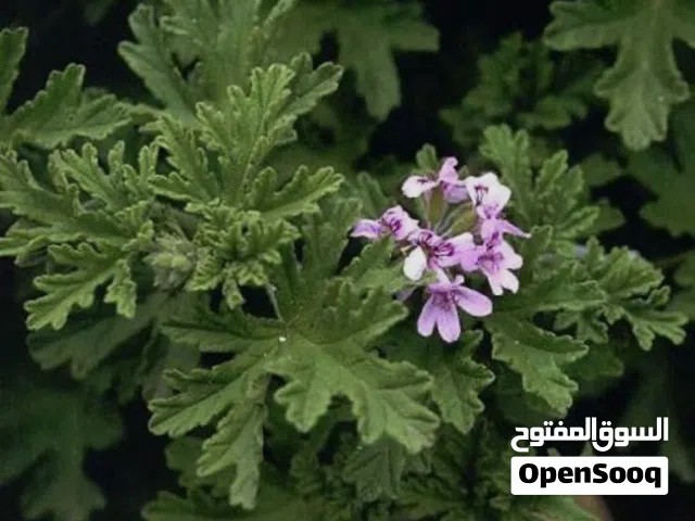 ماء عطر للبيع جمله