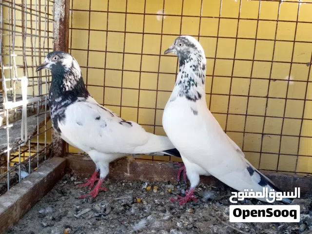 للبيع حمام باكستاني