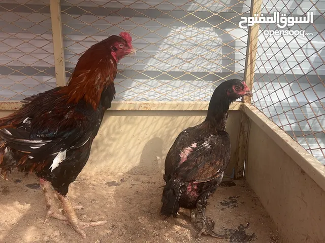 Aseel chickens for cheap price