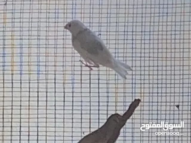 طيور الجاوا طفره نادره