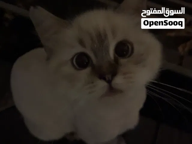 للتبني قطه العمر اربع الى خمس اشهر