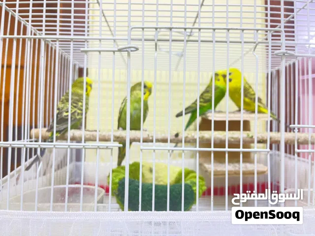 طيور حب للبيع بيعه سريييييييعة شوف الوصف لايكلمني الاااااا الجاااد