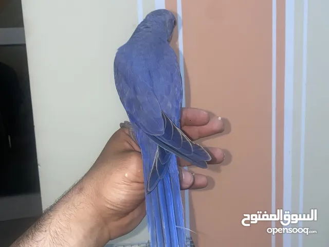 دره بنفسجي