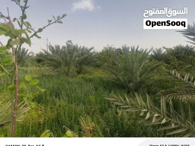 Farm Land for Sale in Basra Abu Al-Khaseeb