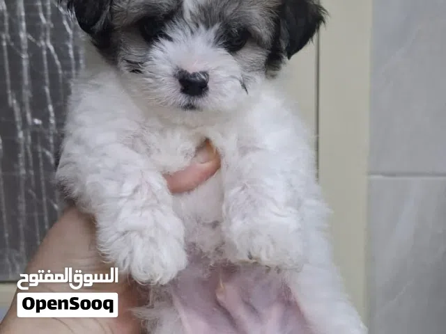 جراوي شيتزو