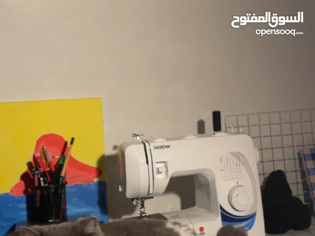 قط راغ دول للبيع Ragdoll cat