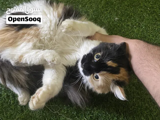 قطة في ابوظبي