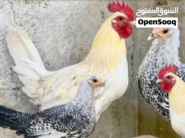 دجاج فيومي لبيع
