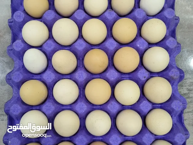 بيض عربي بلدي